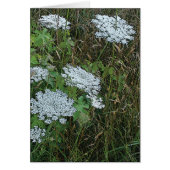 Queen Anne’s Lace White Wild Flower (Front)