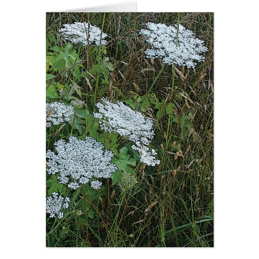 Queen Anne’s Lace White Wild Flower (Front)