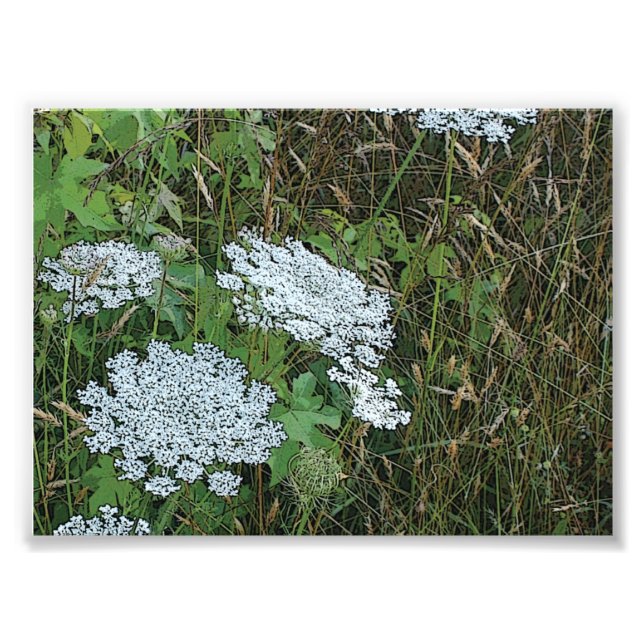 Queen Anne’s Lace White Wild Flower Photo Print (Front)