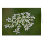Queen Anne's Lace (Front Horizontal)