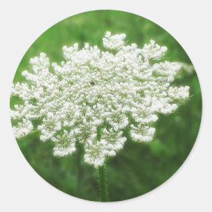 Queen Anne's Lace 1 (Wild Carrot) Classic Round Sticker