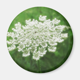 Queen Anne's Lace 1 (Wild Carrot) Magnet