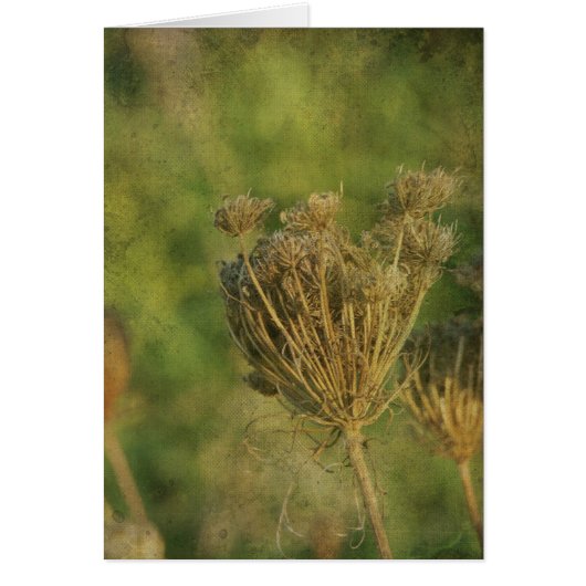 Queen Anne's Lace at Seed Cards (Front)