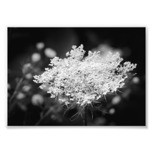 Queen Annes Lace BW Flowers Photo Print