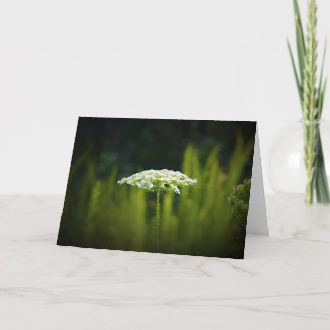 Queen Anne's Lace, card (Front)