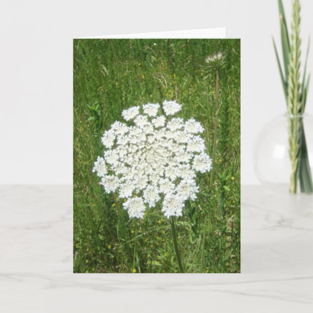 queen anne's lace card (Front)