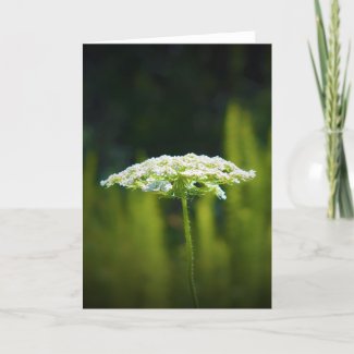 Queen Anne's Lace, card