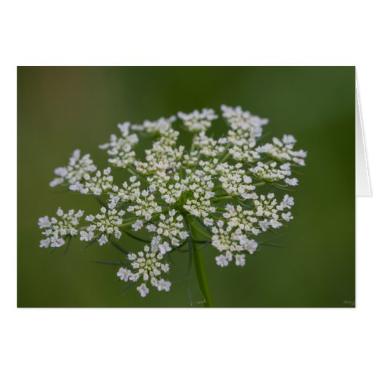 Queen Anne's Lace Cards (Front Horizontal)