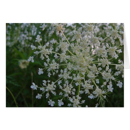 Queen Anne's Lace Cards (Front Horizontal)