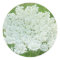 Queen Annes Lace