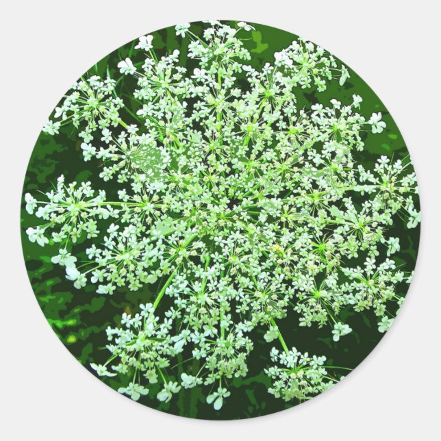 Queen Anne's Lace Classic Round Sticker (Front)