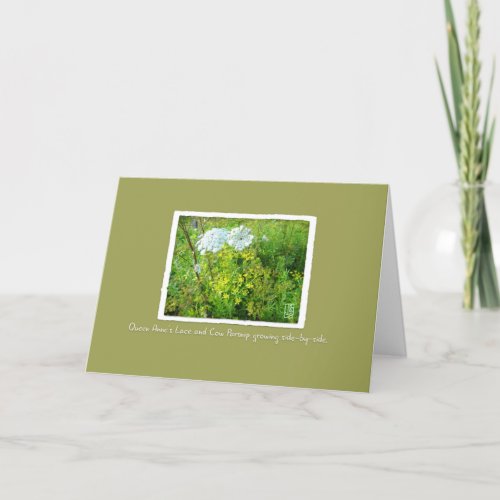 Queen Annes Lace  Cow Parsnip on GreenBrown Card