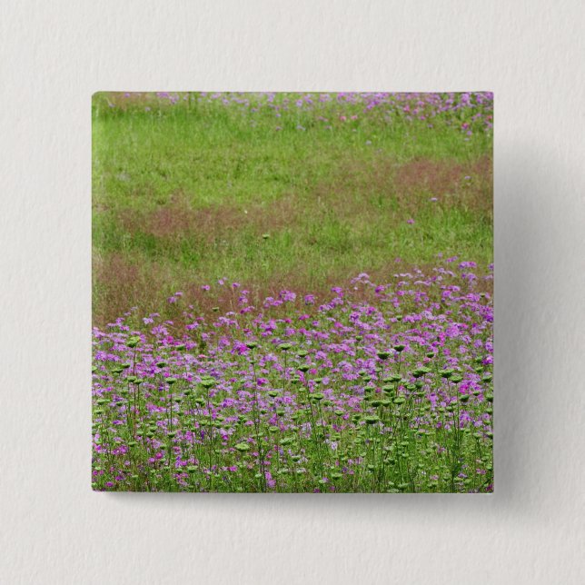 Queen Anne's Lace Daucus carota) growing Button (Front)