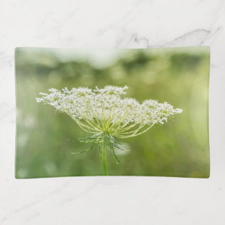 Queen Anne's Lace Flower Wildflowers Green Trinket Tray