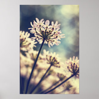 Queen Annes Lace flowers Art print