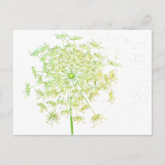 Queen Anne's Lace Gifts and Favors Postcard