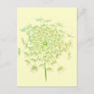 Queen Anne's Lace Gifts and Favors Postcard