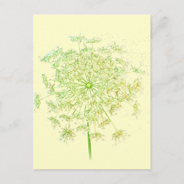 Queen Anne's Lace Gifts and Favors Postcard (Front)