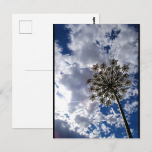 Queen Anne's Lace in Cloudy Skies Postcard