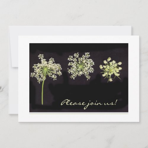 Queen Annes Lace invitation