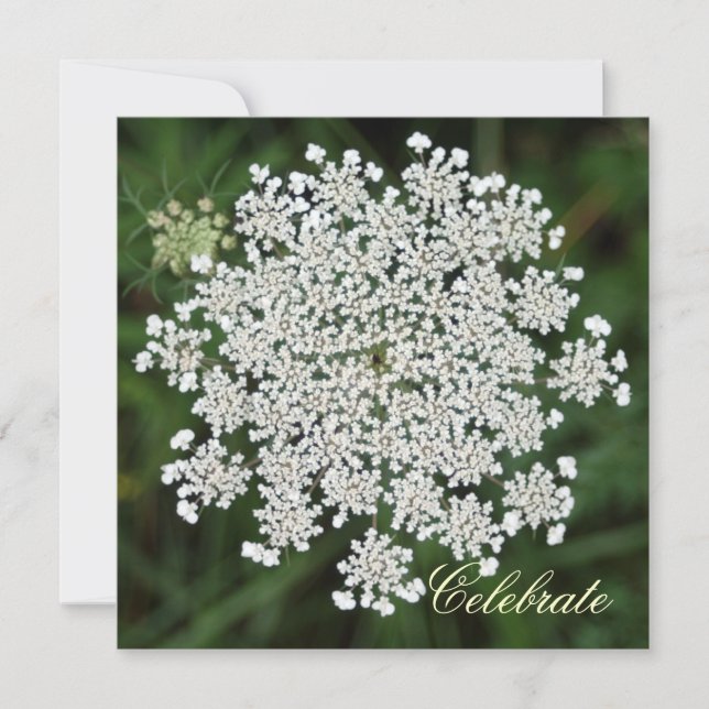 Queen Anne's Lace Invitation (Front)