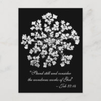 Queen Anne's Lace Job 37:14