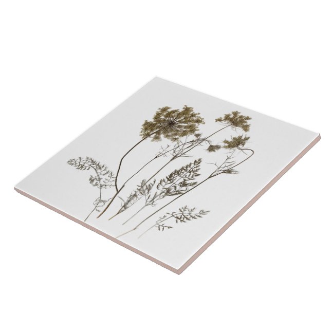 Queen Anne's Lace on a Ceramic Tile (White A) (Side)