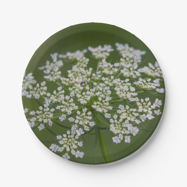 Queen Anne's Lace Paper Plates (Front)