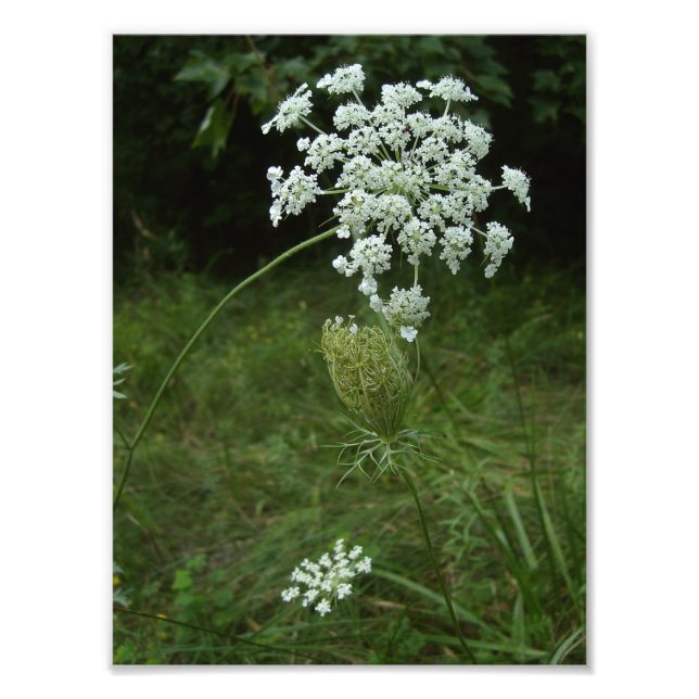 queen anne's lace photo print (Front)