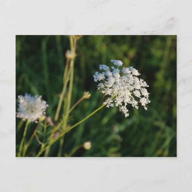 Queen Anne's Lace Postcard (Front)