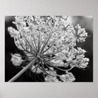 Queen Anne's Lace Poster