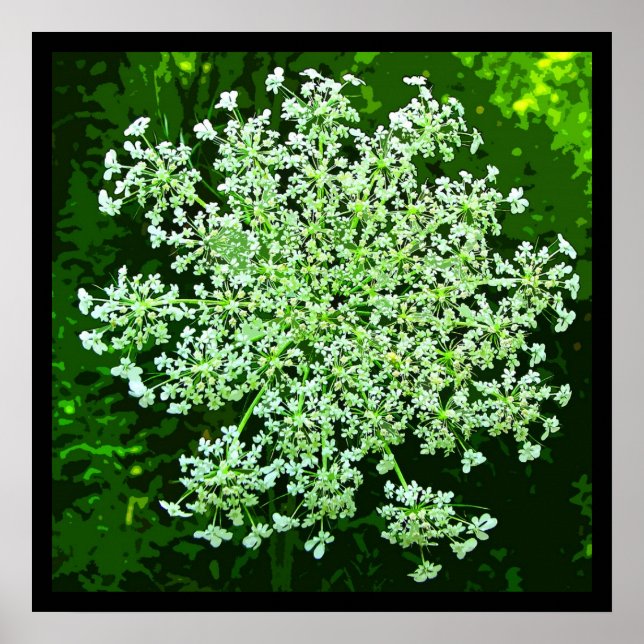 Queen Anne's Lace Poster (Front)
