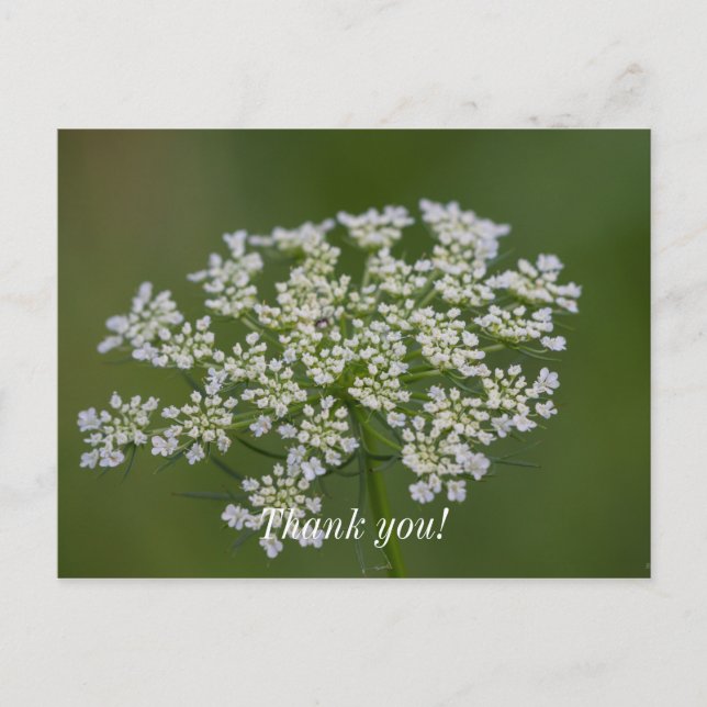 Queen Anne's Lace Thank You Postcard (Front)