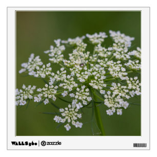 Queen Anne's Lace Wall Decal