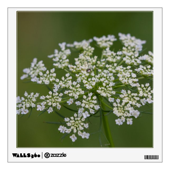 Queen Anne's Lace Wall Decal (Front)