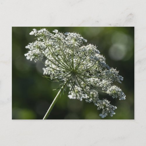 Queen Annes Lace White Wildflower Postcard