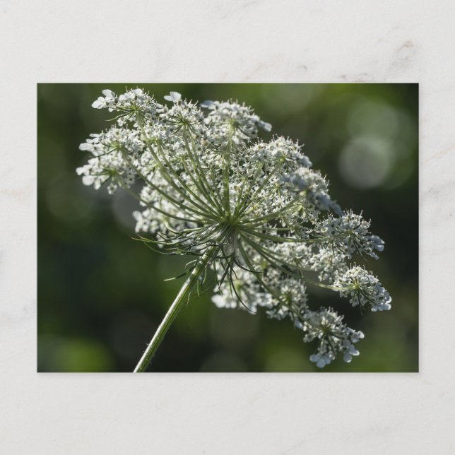 Queen Anne's Lace White Wildflower Postcard (Front)