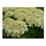 Queen Anne's Lace White Wildflower Postcard