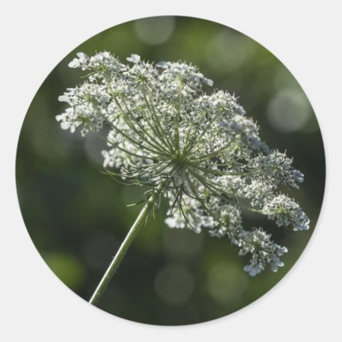 Queen Annes Lace White Wildflower Stickers