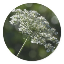 Queen Anne's Lace White Wildflower Stickers