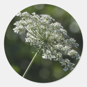Queen Anne's Lace White Wildflower Stickers