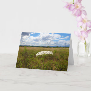 Queen Anne's Lace, Wild Floral Landscape Card