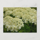Queen Anne's Lace Wildflower Floral Photo Postcard