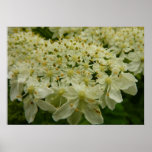Queen Anne's Lace Wildflower Floral Photo Poster