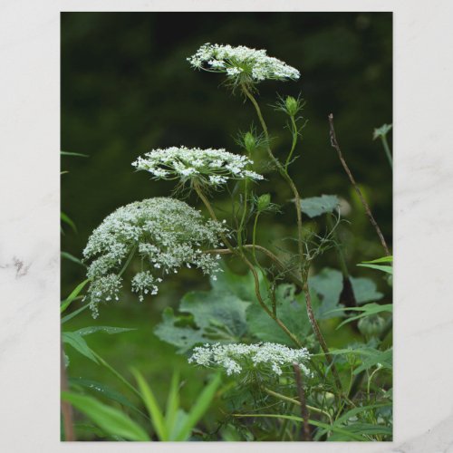 Queen Annes Lace Wildflower in Summer