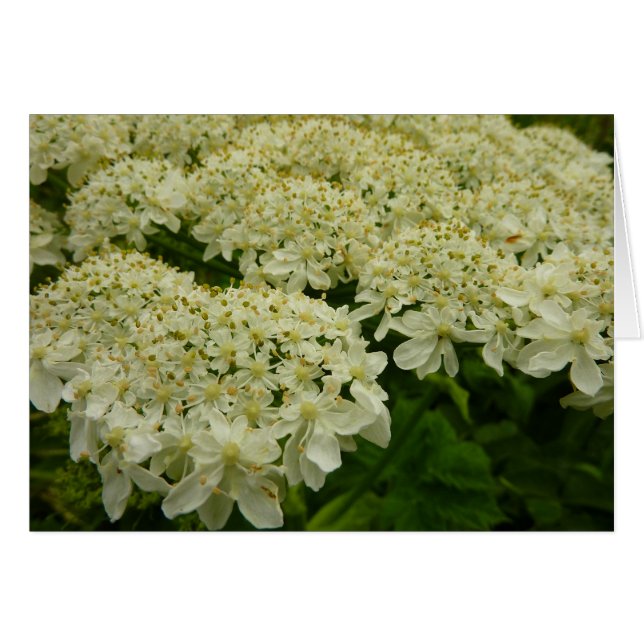 Queen Anne's Lace Wildflower Photo Cards (Front Horizontal)