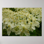 Queen Anne's Lace Wildflower Photo Poster