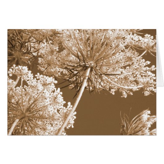 Queen Ann's Lace (Front Horizontal)