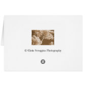 Queen Ann's Lace (Back Horizontal)