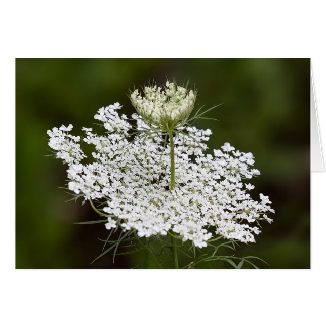 Queen Ann's Lace Double Take (Front Horizontal)